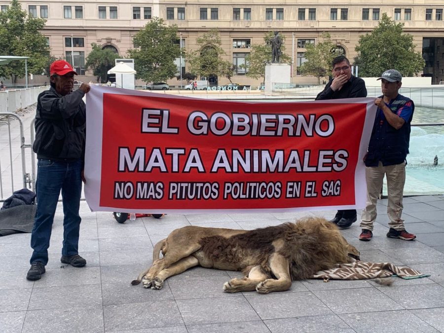 El gobierno mata animales. No más pitutos políticos en el SAG”:  Representantes del zoológico de Los Ángeles protestan con un león muerto en  los alrededores de La Moneda - Radio Duna