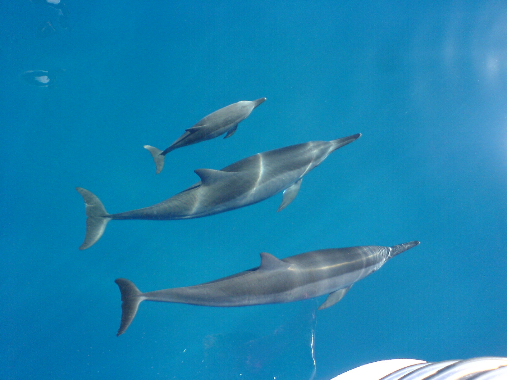 delfines