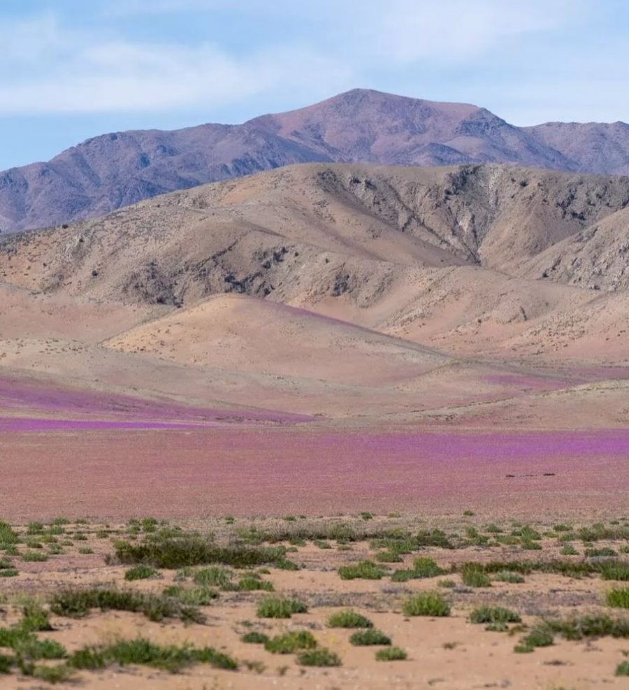 desierto florido