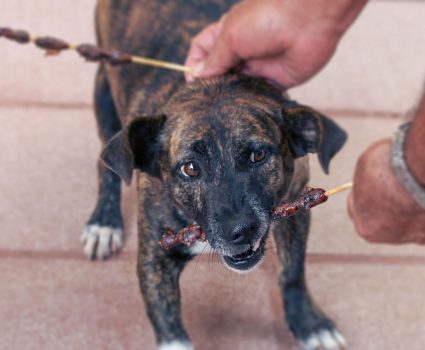 Cómo proteger a las mascotas en las Fiestas Patrias