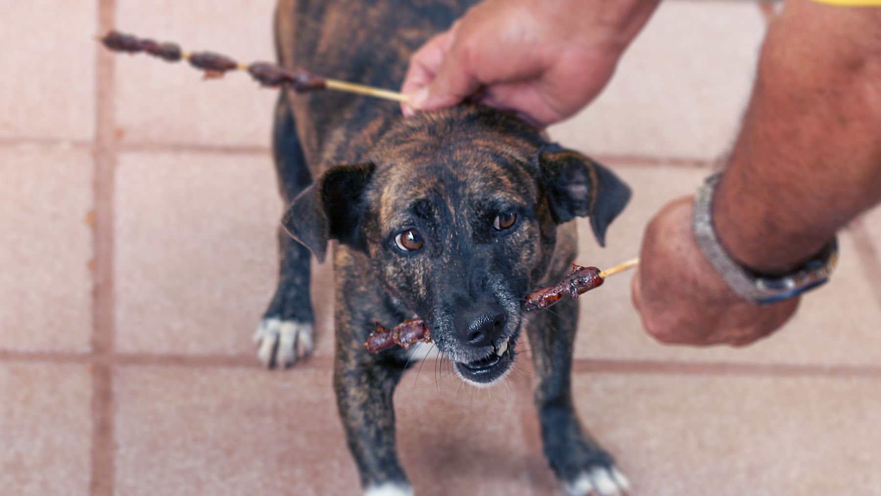 Cómo proteger a las mascotas en las Fiestas Patrias